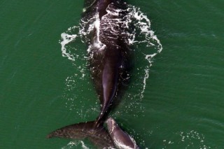 More whales being hit by ships along U.S. coast