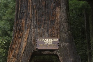 California’s redwoods: Land of the giants