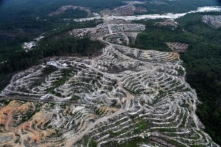 Satellite photos show Indonesia’s disastrous forest damage