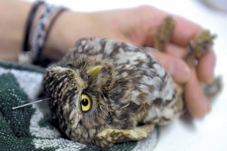 Acupuncture helps sick owls return to wild in Spain