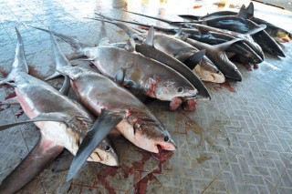 Uphill battle against Indonesian shark fishing