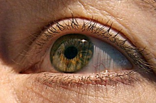 Fish eye sheds light on color vision Fish eye sheds light on color vision