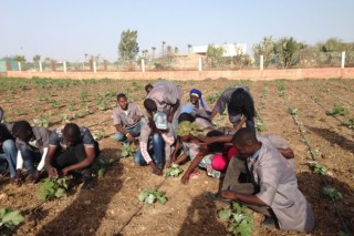 KOICA bolsters rural development in Senegal