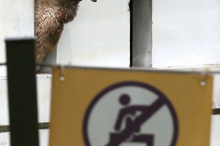 Camels in Seoul Grand Park isolated