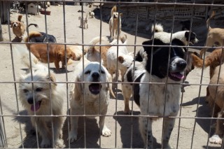 [Weekender] Why Koreans abandon so many dogs