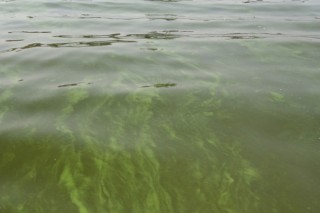 [Newsmaker] Spread of algal bloom stokes ecological concerns