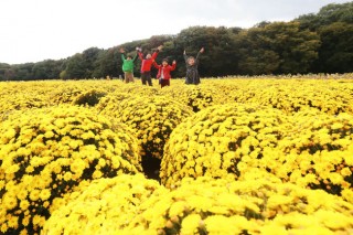 Chrysanthemum flower festivals in the offing