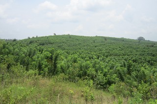 KFS fosters forest biomass plantation in Indonesia