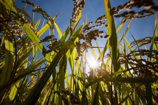 Korea to export rice to China for first time in Feb. Korea to export rice to China for first time in Feb.