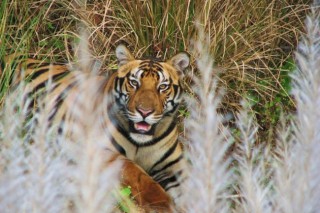 Wild tiger population on rise