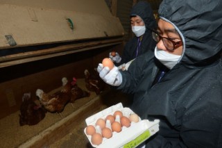 Koreans react to pesticide-tainted eggs