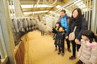 LetsRun Park in Korea makes efforts to popularize horse racing overseas