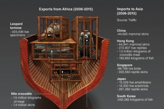 [Graphic News] Shipments of protected African species to Asia soar