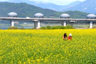 [Photo News] A carpet of canola blossoms