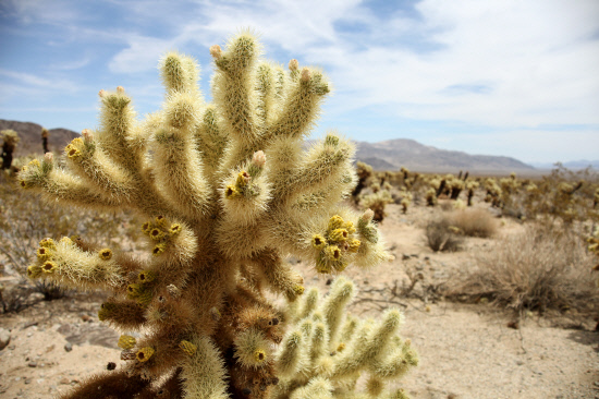 JoshuaTree