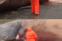 향유고래 폭발 “죽은고래 배 가르자…내장 대폭발”