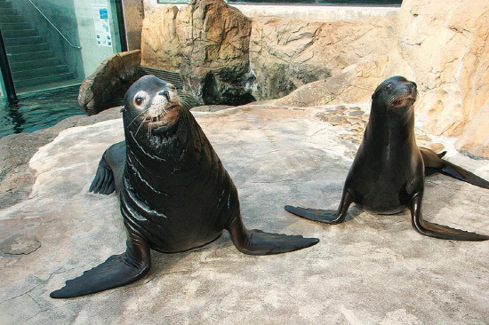 sea-lion-pair-RRiggs_LRG_900_600_80auto_c1_c_c_0_0_1