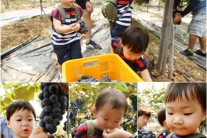 ‘슈퍼맨’ 삼둥이, 포도수확하랬더니 입으로 쏙~