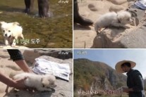 ‘삼시세끼’ 동물 분량 갈수록 늘어난다. 왜?