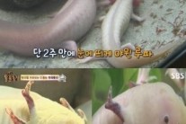 ‘동물농장’ 우파루파, 거식증으로 왕따까지? “안타까워”