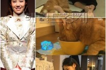 ‘동물농장’ 배다해, 고양이 준팔이 입양 근황 공개 “거식증 나았다”