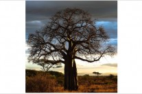 젊고 어린 피부의 비밀? ‘바오밥(baobab)’에서 찾다
