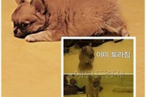 장모치와와 산체, 손호준 이어 네티즌도 사로잡다