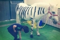 백마를 얼룩말로…만수르 아들이 노는 법