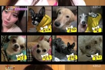 구혜선 집…“강아지 10마리, 산같은 똥 삽으로 치운다”