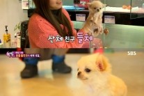 ‘삼시세끼‘ 산체 덕…장모 치와와 몸값 두배 상승 “질투심 강해”