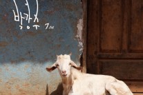 싱어송라이터 박강수, 정규 7집 ‘나비’ 발매