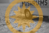 머쉬룸즈, 싱글 ‘뉴 아파트먼트’ 9일 발매