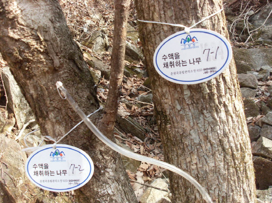 고로쇠수액