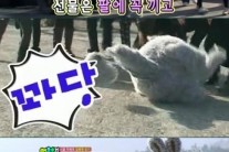 ‘프로듀사’ 아이유, 과거 방송에서 토끼 탈 쓰고 등장 ‘귀여워~’