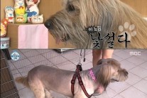 ‘나 혼자 산다’ 황석정, 반려견 대박이의 변화는 무죄 ‘미용시켰다가…’