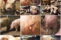 의문의 돼지 엉덩이 사진…빅뱅 탑은 왜?
