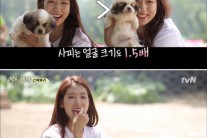 ‘삼시세끼’ 박신혜는 세끼하우스에 최적화된 게스트