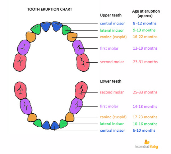8. tooth-chart