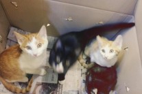 초등생 ‘고양이 분양 부탁’ 편지에 ‘눈물 왈칵’