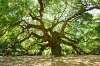 [양희관의 아름다운 세상]앤젤 오크트리(Angel Oak)