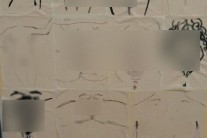 모 여대 ‘성기 그리기’ 이벤트 찬반논란