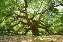 [양희관의 아름다운 세상] 앤젤 오크트리(Angel Oak)