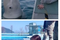 남녀차별 돌고래…“너 눈을 왜 그렇게 떠?”
