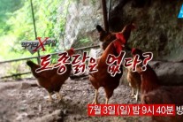 ‘먹거리X파일’, 진짜 토종닭은 없다?