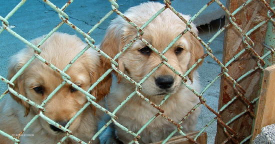 puppy-mill-stock-image-article-image-1200-630