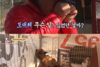 ‘동물농장’ 얼굴 40% 뜯긴 견공 호순이…범인은