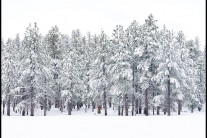 [양희관의 아름다운 세상] 딕시 내셔널 포리스트(Dixie National Forest)의 설원