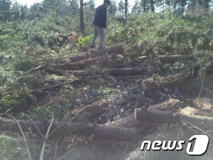 지구서매년산림650만ha사라져…동식물100만종멸종위기