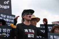 한국 개고기 반대집회 참석한 킴 베이싱어