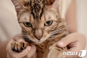 美뉴욕주고양이발톱제거술법으로금지…주차원최초